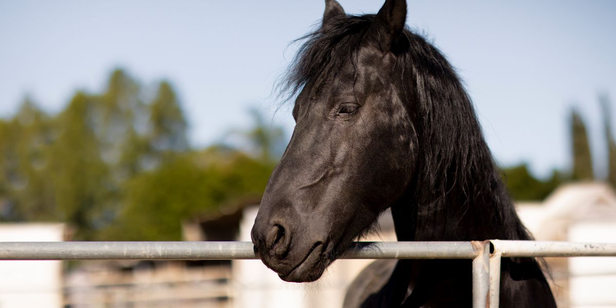 I Really Want A Pony