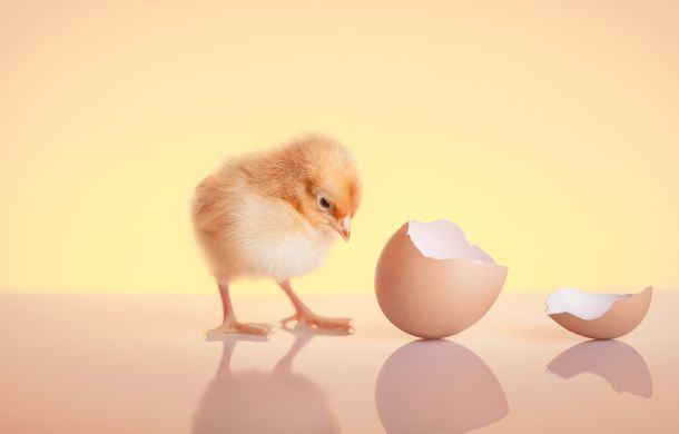 Chicken or Egg
