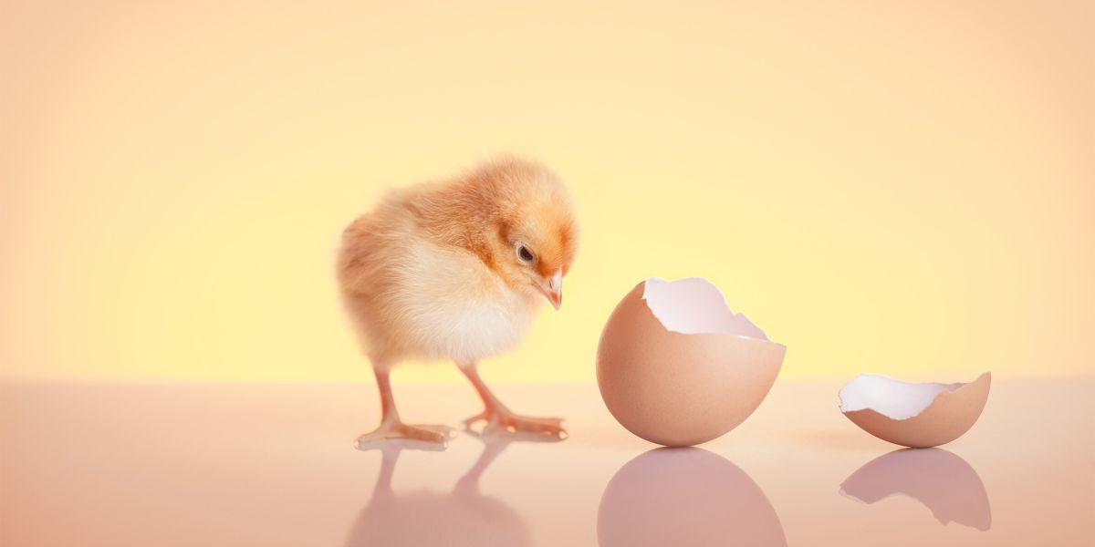 Chicken or Egg
