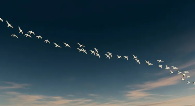 Value Area Migration